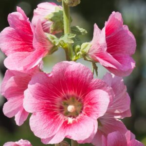 Alternative view of Hollyhock Flower Seeds