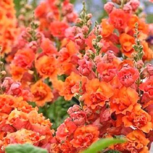 Hollyhock Flower Seeds