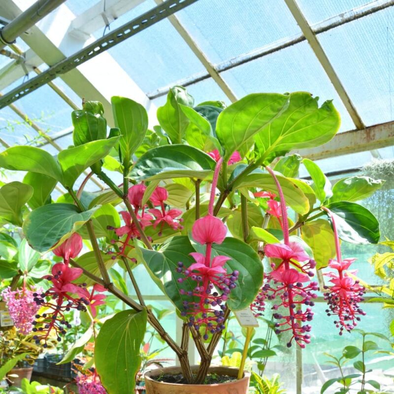 4 Medinilla Plants, Medinilla Chandelier - Image 5