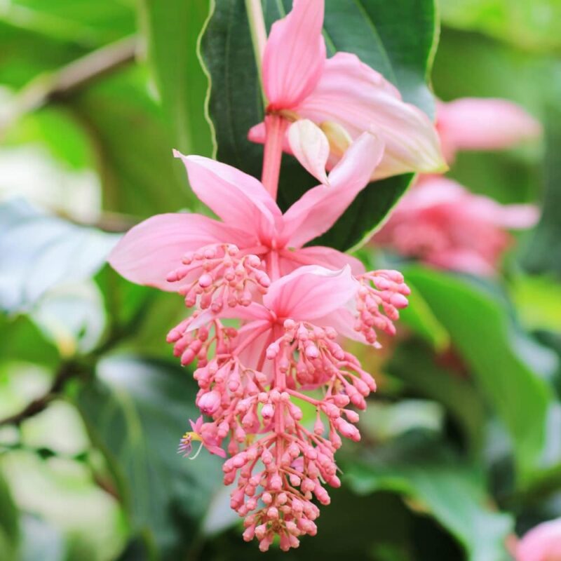 4 Medinilla Plants, Medinilla Chandelier - Image 4