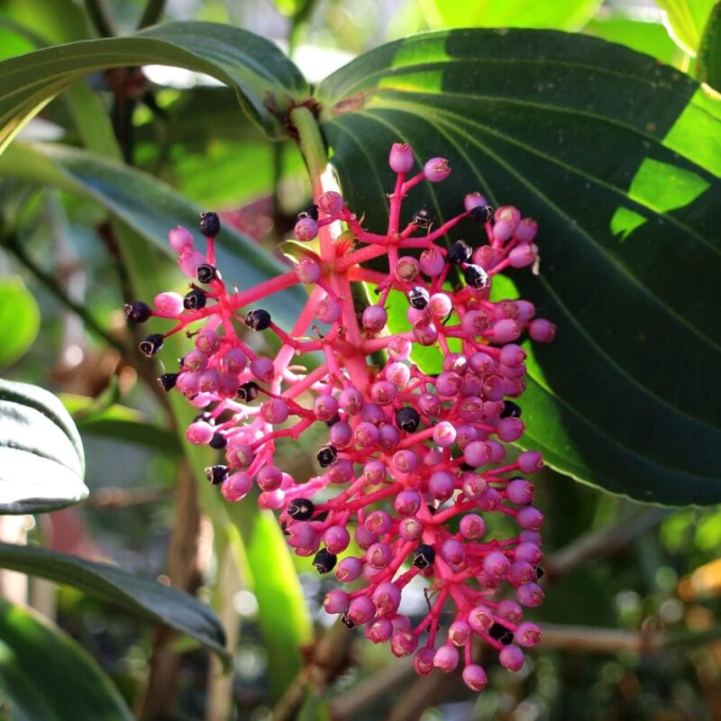 4 Medinilla Plants, Medinilla Chandelier - Image 3
