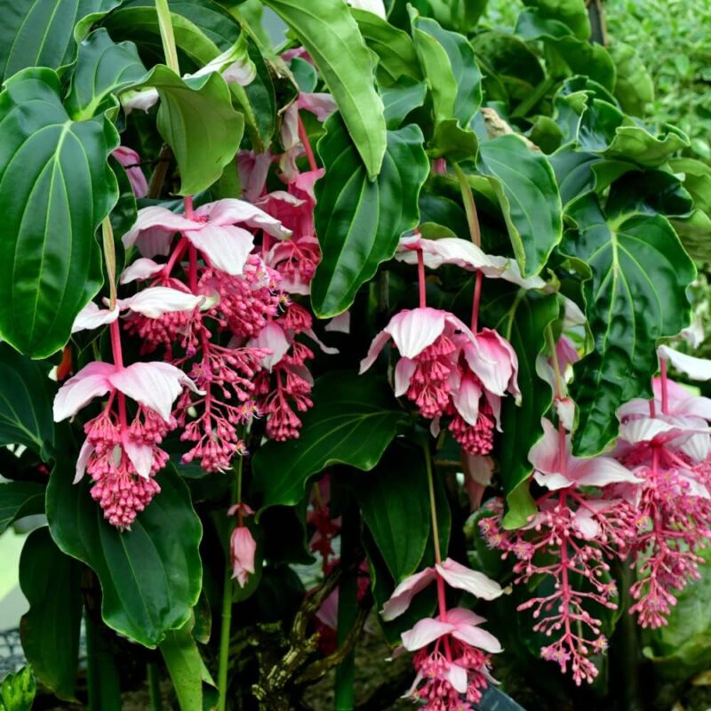 4 Medinilla Plants, Medinilla Chandelier - Image 2