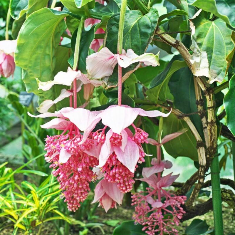 4 Medinilla Plants, Medinilla Chandelier