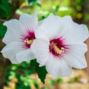 Alternative view of Rose of Sharon Tree 12-18 Inch, Quart Pot
