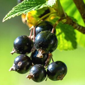 Alternative view of Currant Plant, Delicious Berries, Many Varieties: Consort Currant, Red Currant....