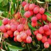 Lychee Tree