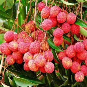 Lychee Tree