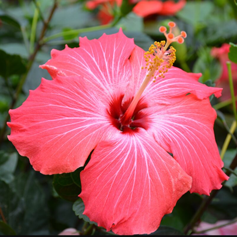 Hibiscus Plant Live - Image 5