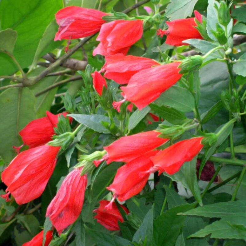 Hibiscus Plant Live - Image 6