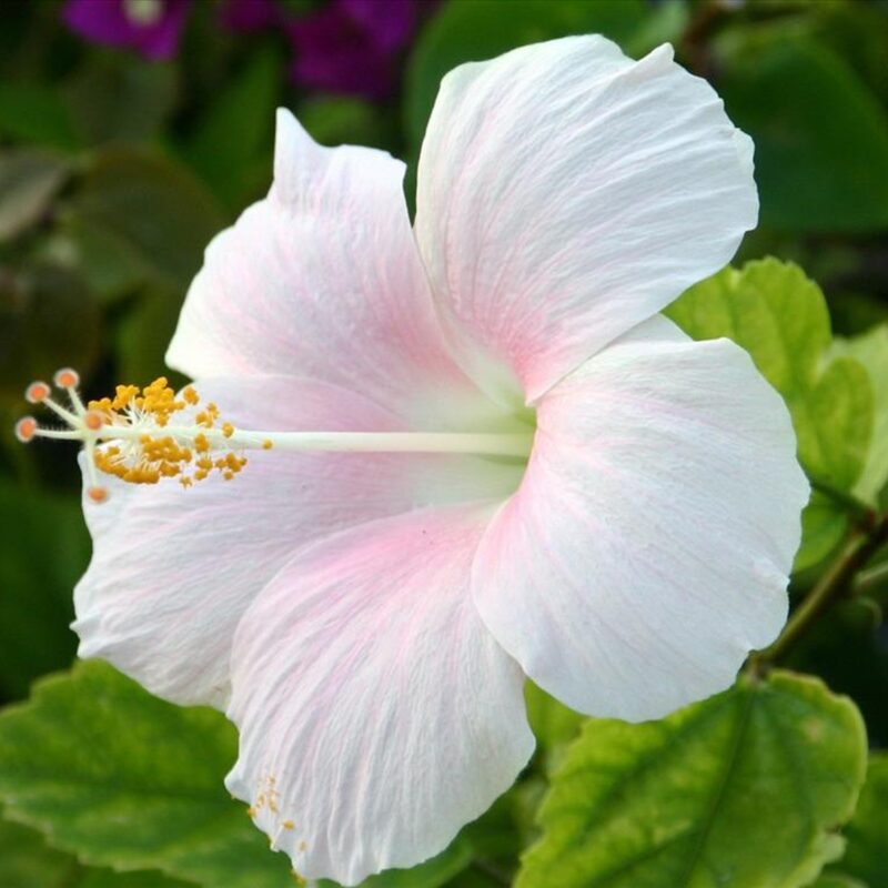 Hibiscus Plant Live - Image 3