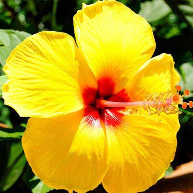 Hibiscus Plant Live - Image 2