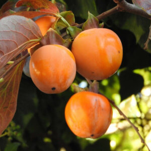 Alternative view of Persimmon Tree Plant Live