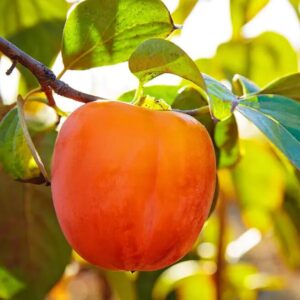 Persimmon Tree Plant Live