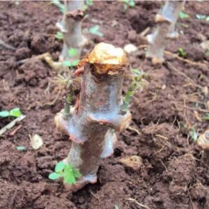 Yuca Cassava cuttings