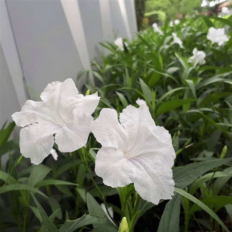Mexican Petunia Plant - Image 5
