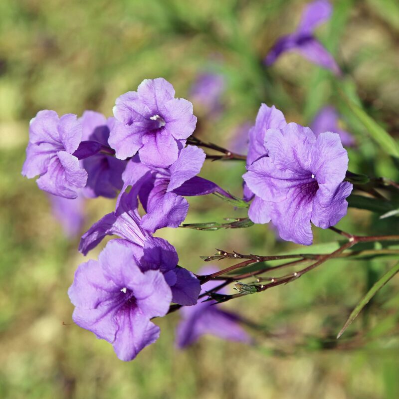 Mexican Petunia Plant - Image 3