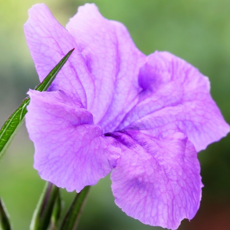 Mexican Petunia Plant - Image 2