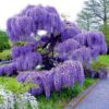 Wisteria Tree Plant