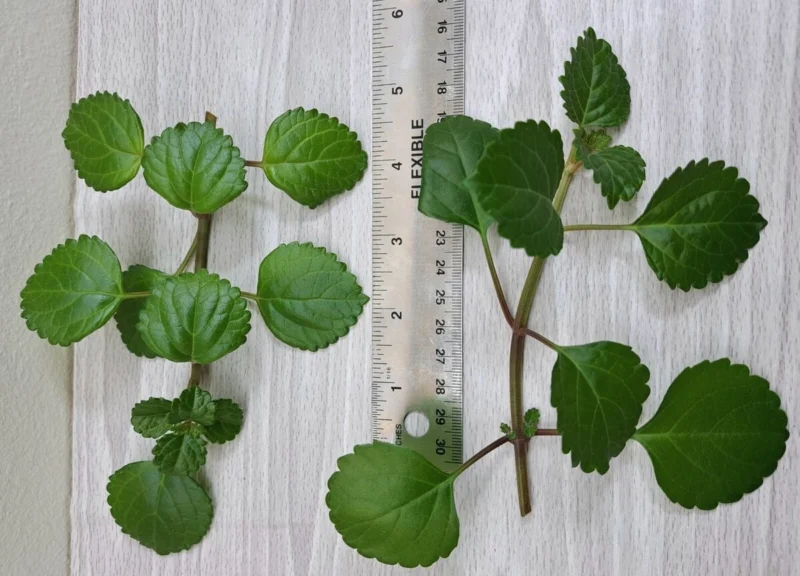 Swedish Ivy is easy to propagate