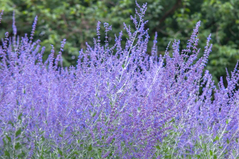 how-to-grow-russian-sage