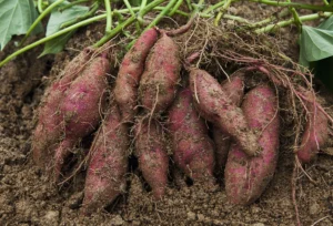 Freshly harvested sweet potatoes covered in soil, still attached to green vines, resting on a dirt surface