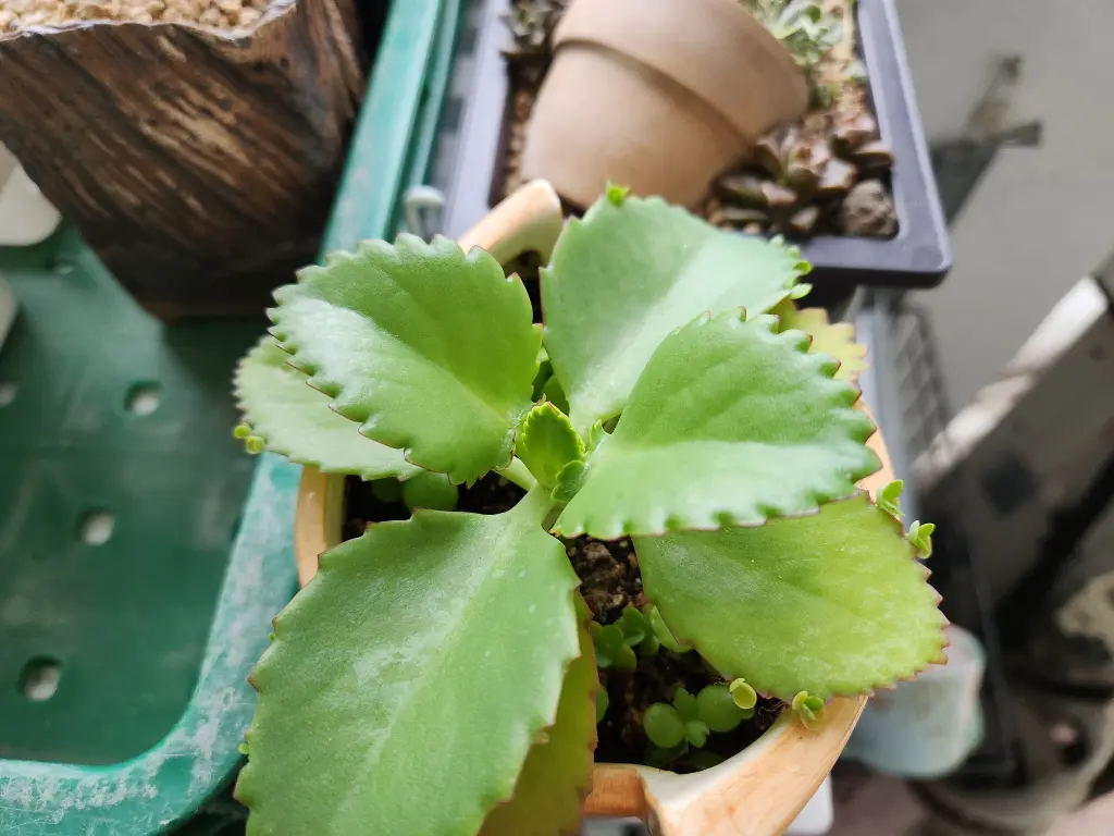 Kalanchoe Pinnata plants