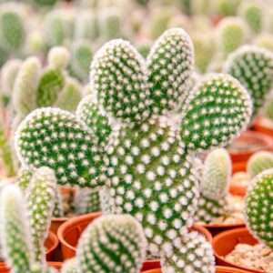 Alternative view of Bunny Ear Cactus Plant