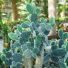 Bunny Ear Cactus Plant