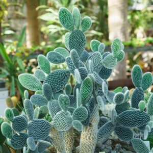 Bunny Ear Cactus Plant