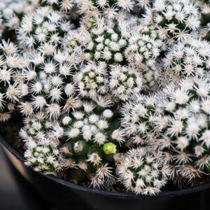 Alternative view of White Snowcap Cactus Plant