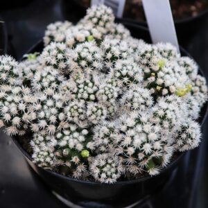 White Snowcap Cactus Plant