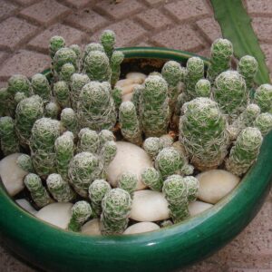 Alternative view of Thimble Cactus Plant