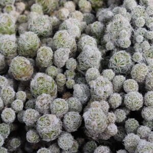 Thimble Cactus Plant