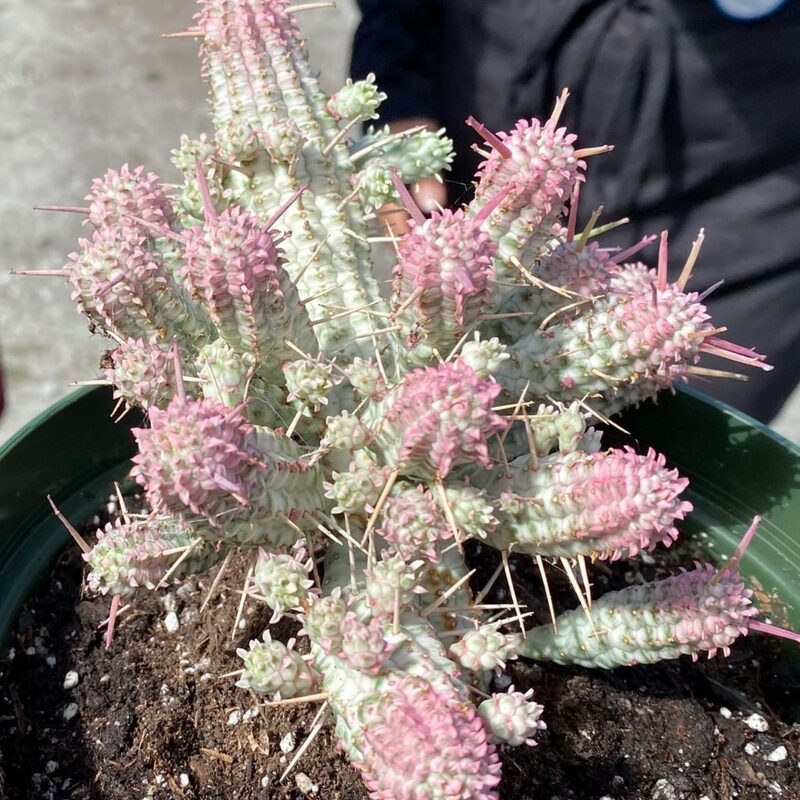 Corn Cob Euphorbia Mammillaris Plant