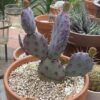 Opuntia Santa Rita Prickly Pear Purple Cactus Plant