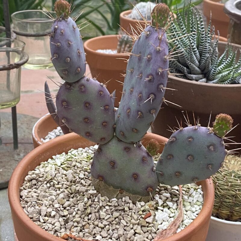Opuntia Santa Rita Prickly Pear Purple Cactus Plant