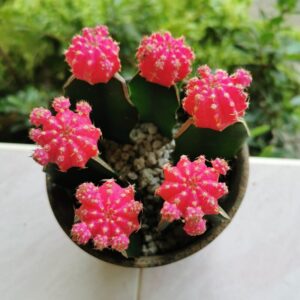Alternative view of Pink Colorful Moon Cactus Plant