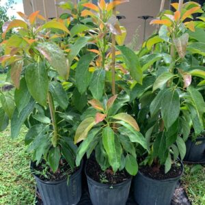 Alternative view of 2-3Ft Long Neck Avocado Tree Plant Live In Pot, Grafted Avocado Trees Live Plants, Cold Hardy Long Neck Avocado Tree