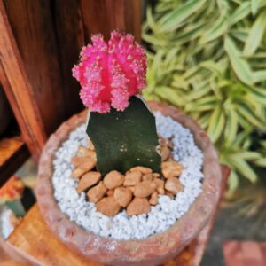 Pink Colorful Moon Cactus Plant