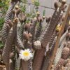 Pine Cone Cactus Plant