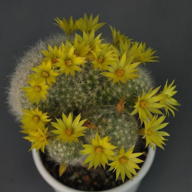 Mammillaria Baumii Crest Plant - Image 4