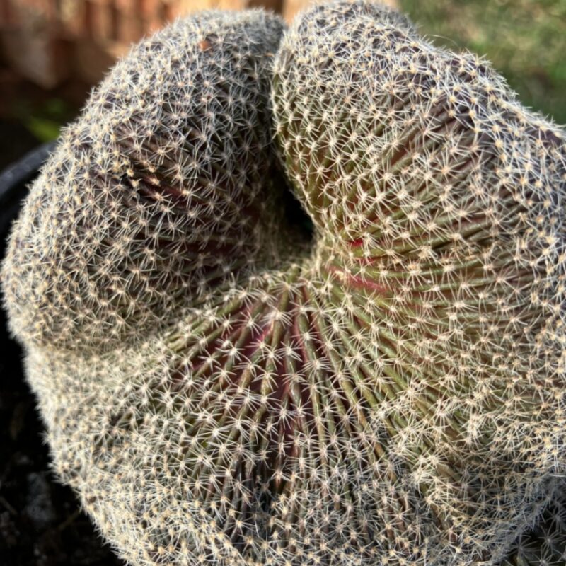 Mammillaria Baumii Crest Plant - Image 3