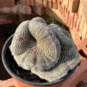 Alternative view of Mammillaria Baumii Crest Plant