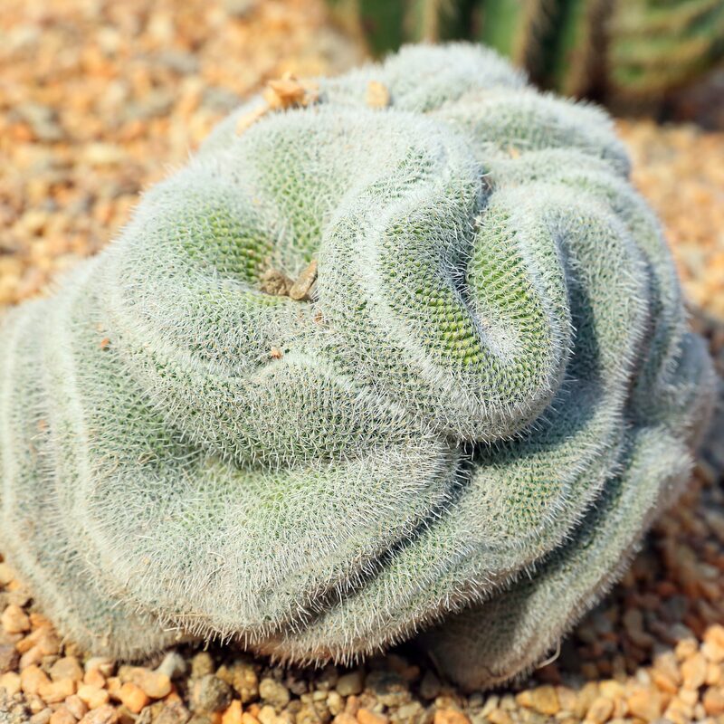 Mammillaria Baumii Crest Plant
