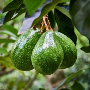 Live Hass Avocado Trees, Grafted Hass Avocado Plant Live Tree In Pot, 24 Inc To 36 Inc, No CA