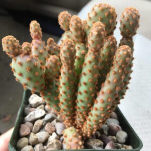 a pot of cinnamon cactus