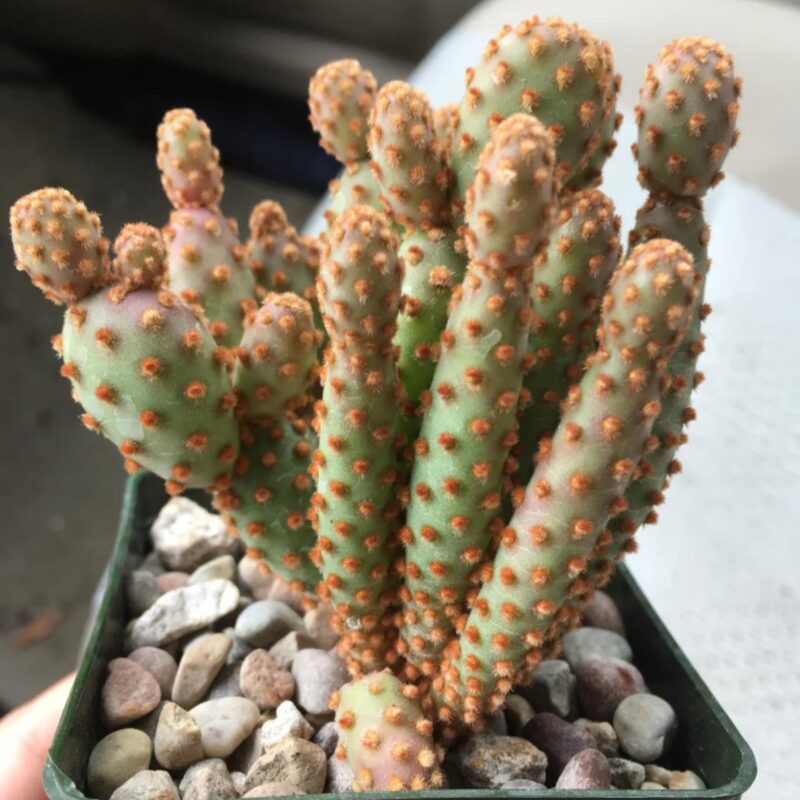 a pot of cinnamon cactus