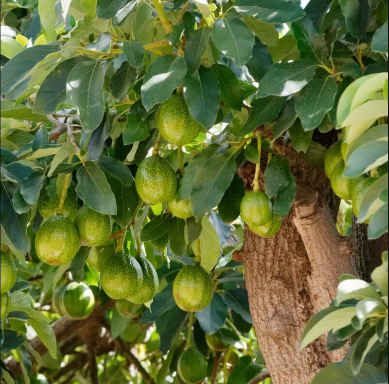 Large Avocados Hass Tree Plant, 3 Ft Tall, Potted, Grafted Hass Avocado Plant Live Tree In Pot, No CA - Image 5