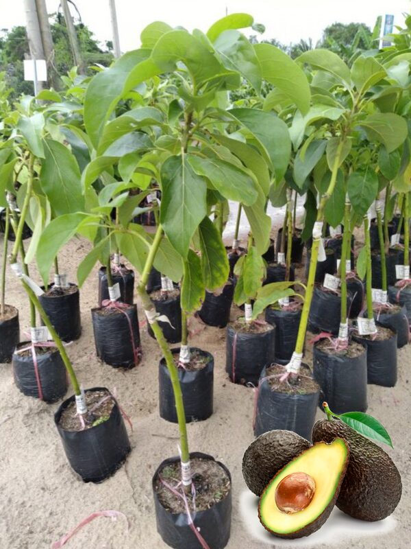 Large Avocados Hass Tree Plant, 3 Ft Tall, Potted, Grafted Hass Avocado Plant Live Tree In Pot, No CA - Image 2
