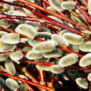 40 Large Pussy Willow Tree Cuttings, No Root, Easy to Root, Landscape Planting, 8-10" Cuttings to Yield 40 Trees In Field or 80 In Containers